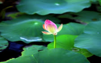 Sống lạc quan giúp bạn sáng suốt để nhìn mọi việc trong đời